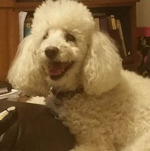 Meet your Posher, Ann